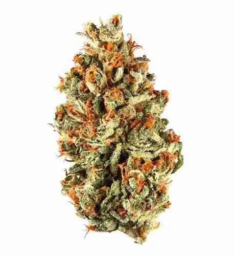 Red Cherry - Fleurs CBD Premium
